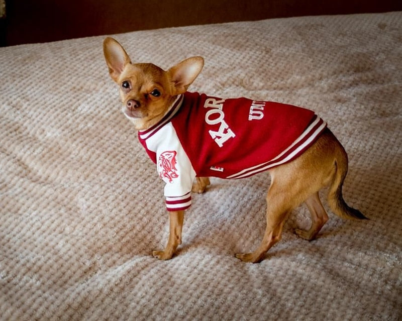 Chaleco Universitario MPK para Perros - Estilo Corea y Yonsei
