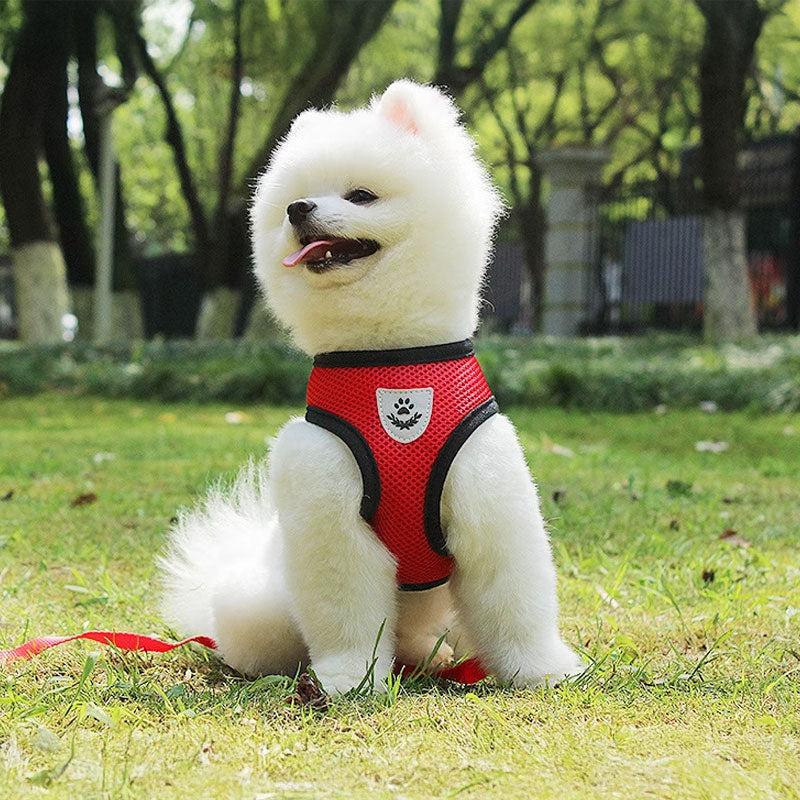 Arnés Ajustable para Perros Pequeños y Gatos - Set Completo con Correa