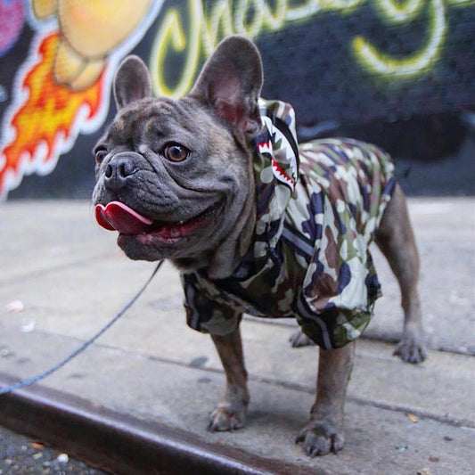 Chubasquero Bandera Americana para Perros Grandes - Cortavientos Impermeable